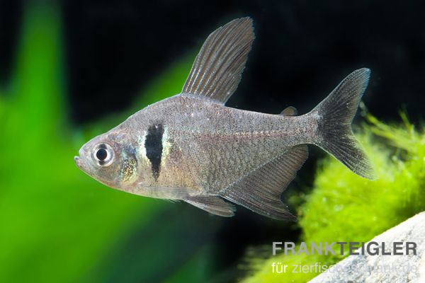 Schwarzer Phantomsalmler - Hyphessobrycon megalopterus